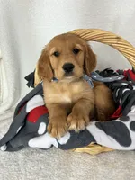 Goose, a male Golden Retriever for sale in Greenfield, IN – 3 of 4