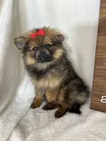 Pinky, a female Pomeranian for sale in Greenfield, IN – 2 of 4