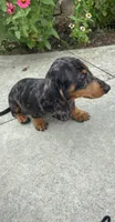 Rick, a male Miniature Dachshund for sale in Greenfield, IN – 2 of 7