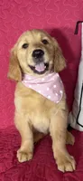Gigi, a female Golden Retriever for sale in Greenfield, IN – 1 of 5