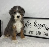Joey, a male Miniature Bernedoodle for sale in Greenfield, IN – Photo 2 of 5