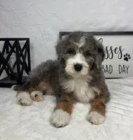 Joey, a male Miniature Bernedoodle for sale in Greenfield, IN – Photo 1 of 5