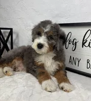 Joey, a male Miniature Bernedoodle for sale in Greenfield, IN – Photo 3 of 5