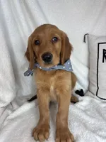 Gunner, a male Golden Retriever for sale in Greenfield, IN – 3 of 5