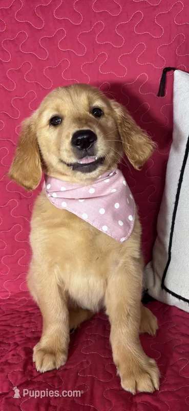 Gwen – Golden Retriever puppy for sale in Greenfield, IN