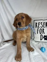 Gunner, a male Golden Retriever for sale in Greenfield, IN – 3 of 5