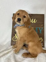 Goose, a male Golden Retriever for sale in Greenfield, IN – 1 of 4