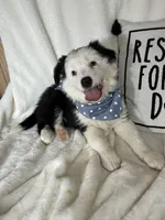 Bentley, a male Border Collie for sale in Greenfield, IN – Photo 1 of 5