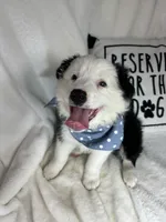 Bentley, a male Border Collie for sale in Greenfield, IN – Photo 3 of 5