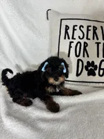 Mira, a female Bernedoodle for sale in Greenfield, IN – 3 of 6