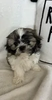 Skipper, a male Shih Tzu for sale in Greenfield, IN – 6 of 6