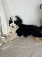Mozart, a male Bernedoodle for sale in Greenfield, IN – 2 of 5