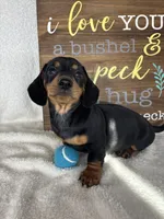 Dalton, a male Dachshund for sale in Greenfield, IN – 1 of 6