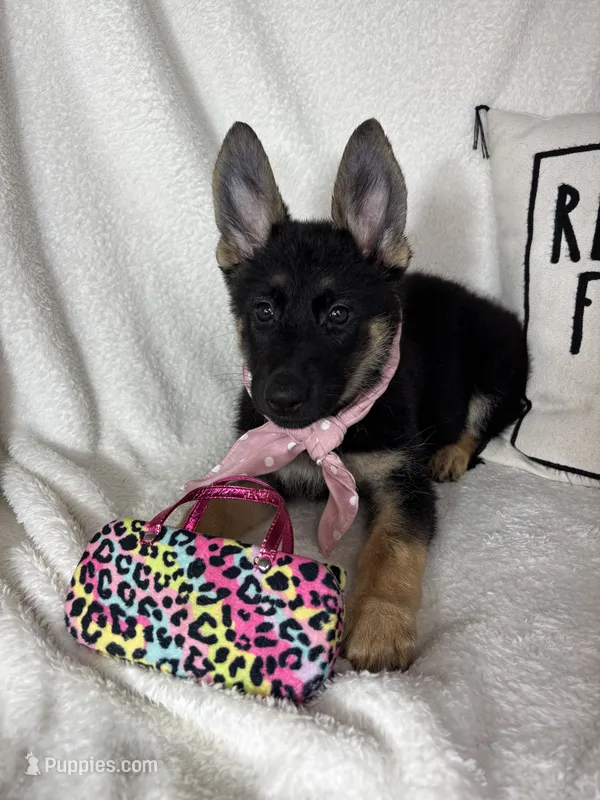 Glenda – German Shepherd Dog puppy for sale in Greenfield, IN
