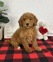 Goldie, a female Miniature Goldendoodle for sale in Greenfield, IN – Photo 5 of 5