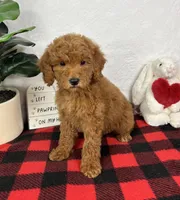 Goldie, a female Miniature Goldendoodle for sale in Greenfield, IN – Photo 2 of 5