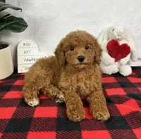 Goldie, a female Miniature Goldendoodle for sale in Greenfield, IN – Photo 1 of 5