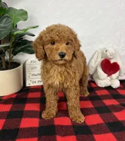 Goldie, a female Miniature Goldendoodle for sale in Greenfield, IN – Photo 3 of 5