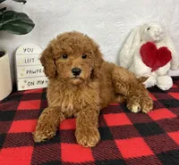 Goldie, a female Miniature Goldendoodle for sale in Greenfield, IN – Photo 4 of 5