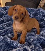 Daisey, a female Dachshund for sale in Greenfield, IN – 1 of 4
