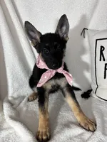 Glenda, a female German Shepherd Dog for sale in Greenfield, IN – 4 of 7