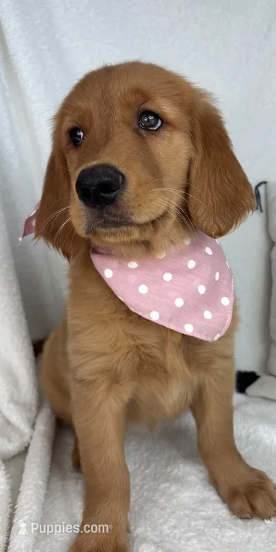 Ginger – Golden Retriever puppy for sale in Greenfield, IN