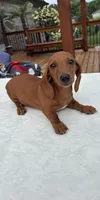 Rock, a male Miniature Dachshund for sale in Greenfield, IN – 3 of 4