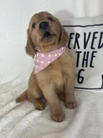 Marigold, a female Golden Retriever for sale in Greenfield, IN – 3 of 5