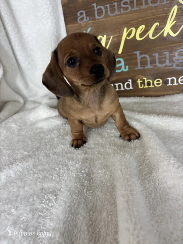 Daisey – Dachshund puppy for sale in Greenfield, IN