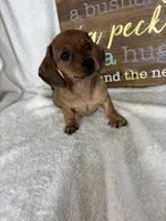 Daisey, a female Dachshund for sale in Greenfield, IN – 1 of 6