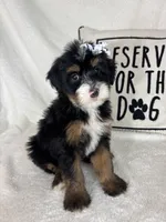 Macy, a female Bernedoodle for sale in Greenfield, IN – 6 of 6