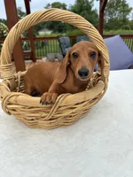 Rock, a male Miniature Dachshund for sale in Greenfield, IN – 2 of 4