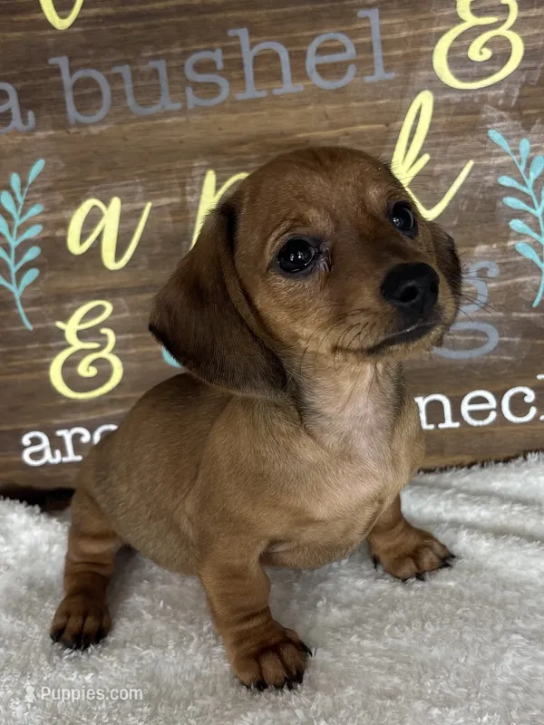 Daisey – Dachshund puppy for sale in Greenfield, IN