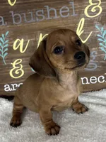 Daisey, a female Dachshund for sale in Greenfield, IN – 1 of 6