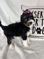 Monica, a female Bernedoodle for sale in Greenfield, IN – 3 of 6