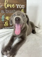 Luna, a female Labrador Retriever for sale in Greenfield, IN – 3 of 5