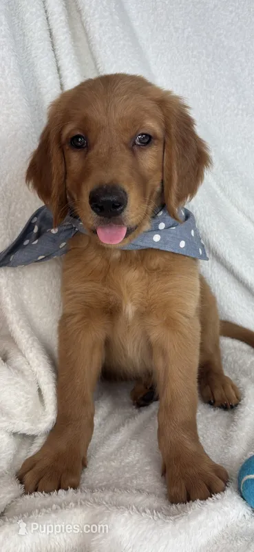 Grover – Golden Retriever puppy for sale in Greenfield, IN