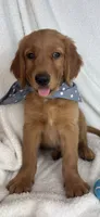 Grover, a male Golden Retriever for sale in Greenfield, IN – 1 of 6
