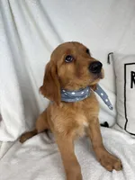 Gismo , a male Golden Retriever for sale in Greenfield, IN – 3 of 5