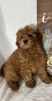 Goldie, a female Miniature Goldendoodle for sale in Greenfield, IN – 2 of 5