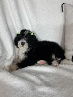 Molly, a female Bernedoodle for sale in Greenfield, IN – 6 of 6