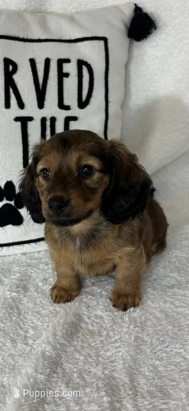 Dalton – Dachshund puppy for sale in Greenfield, IN