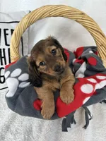 Dalton, a male Dachshund for sale in Greenfield, IN – 3 of 4
