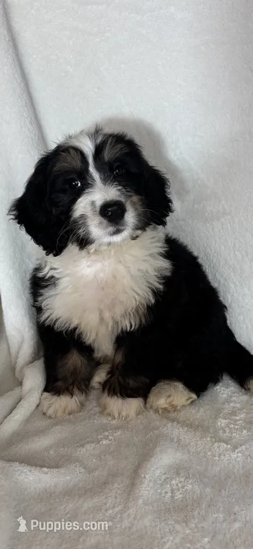 Mason – Bernedoodle puppy for sale in Greenfield, IN