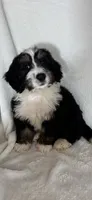 Mason, a male Bernedoodle for sale in Greenfield, IN – 1 of 5