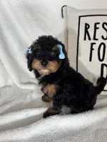 Mira, a female Bernedoodle for sale in Greenfield, IN – 5 of 6
