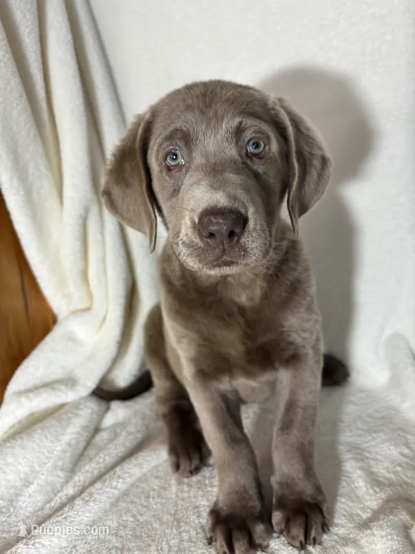 Maggie – Labrador Retriever puppy for sale in Greenfield, IN