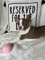 Bonnie, a female Boston Terrier for sale in Greenfield, IN – 1 of 5