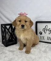 Goldie, a female Golden Retriever for sale in Greenfield, IN – Photo 3 of 5