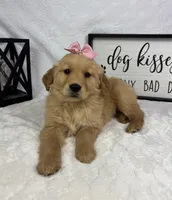 Goldie, a female Golden Retriever for sale in Greenfield, IN – Photo 2 of 5